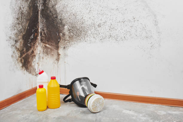 Certified Mold Removal in South Gull Lake, MI