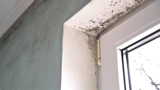 Best Toxic Mold Removal  in South Gull Lake, MI