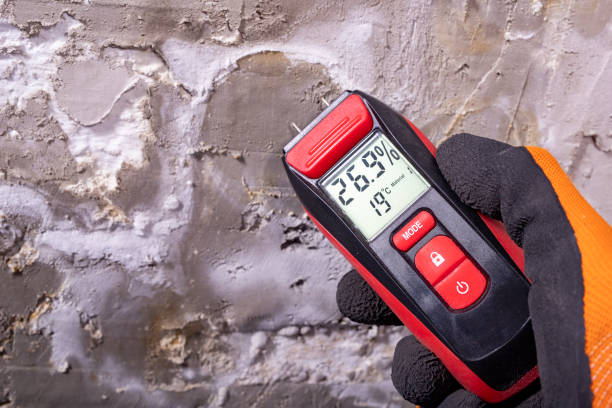 Best Black Mold Removal  in South Gull Lake, MI