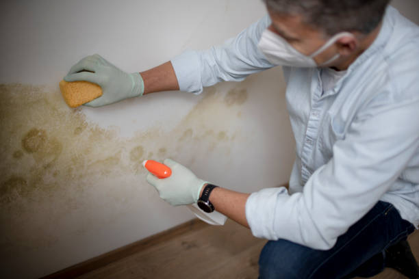 Best Local Mold Removal Service  in South Gull Lake, MI