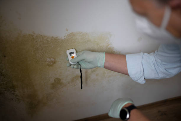 Best Commercial Mold Removal  in South Gull Lake, MI