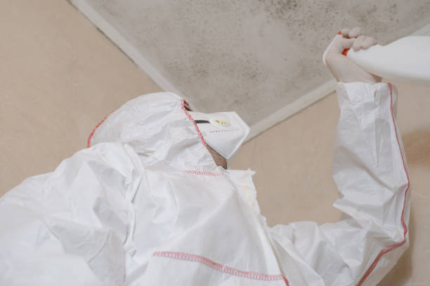 Best Fast Mold Removal  in South Gull Lake, MI