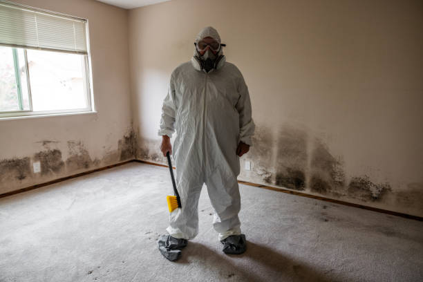 Attic Mold Removal in South Gull Lake, MI