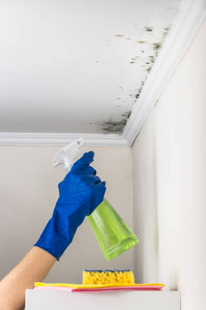 South Gull Lake, MI Mold Removal Company